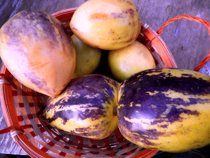 Пепино консуэло