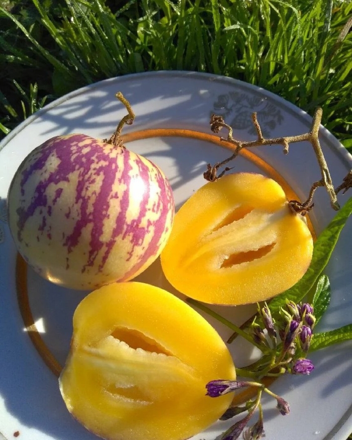 Пепино дынная груша