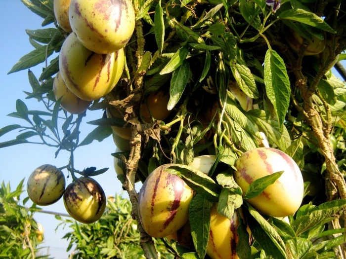 Дынная груша пепино консуэло