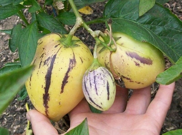 Пепино дынная груша