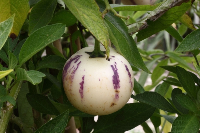 Пепино растение