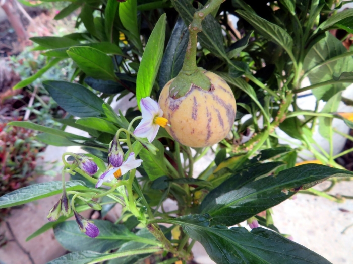 Вирус мозаики пепино на томатах