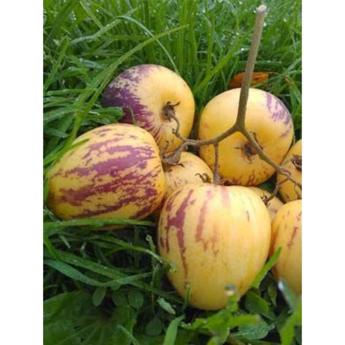 Пепино консуэло