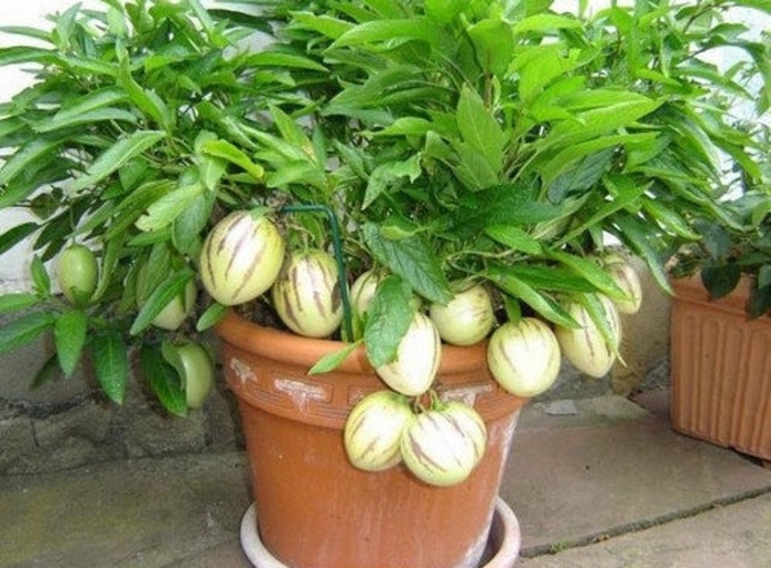 Дынная груша пепино