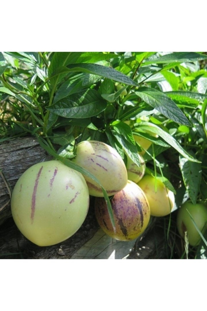 Пепино дынная груша