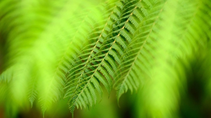 Лист папоротник