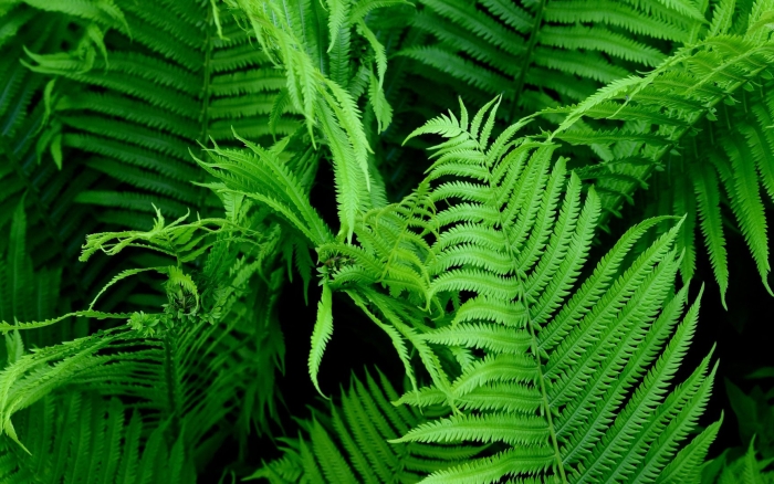 Папоротник орляк цветет