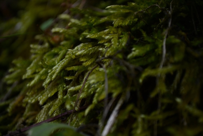 Папоротник водоросли