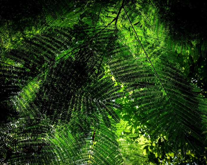 Папоротник ветки