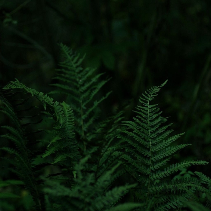 Папоротник даваллия