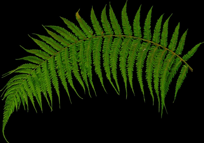 Растение папоротник