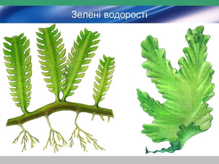 Зеленые водоросли ульва