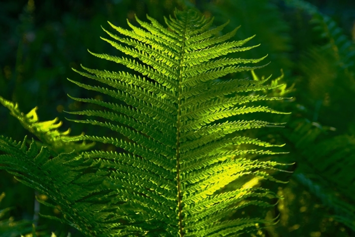 Папоротник neolepisorus truncatus