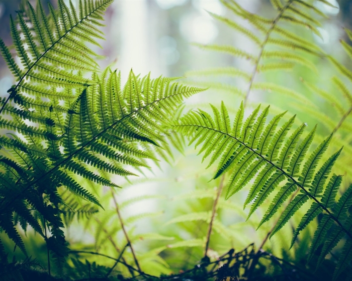 Фернс папоротник