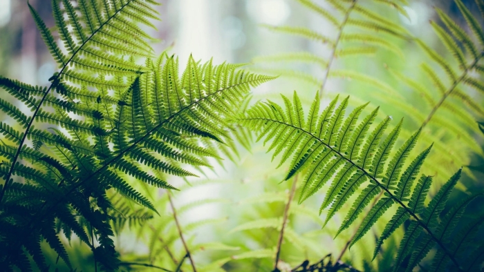 Лист папоротник