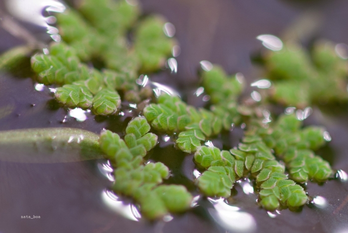 Азолла каролинская