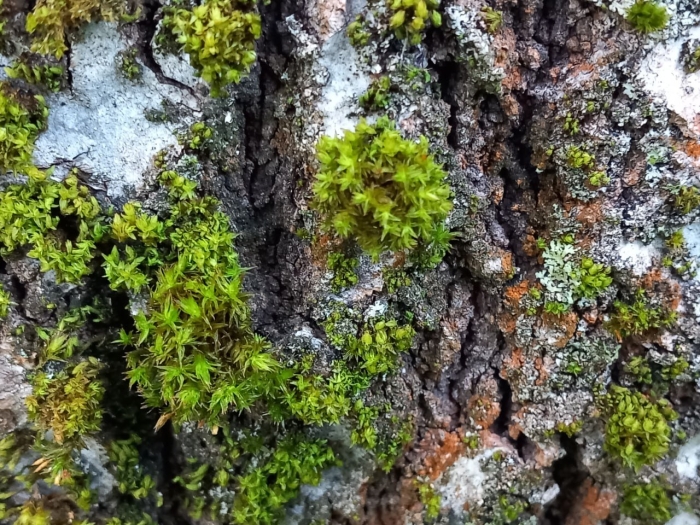 Мох лишайник