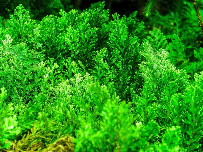 Аквариумное растение