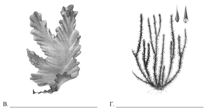 Ульва водоросль