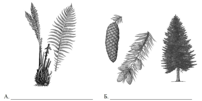 Впр биология 7 класс