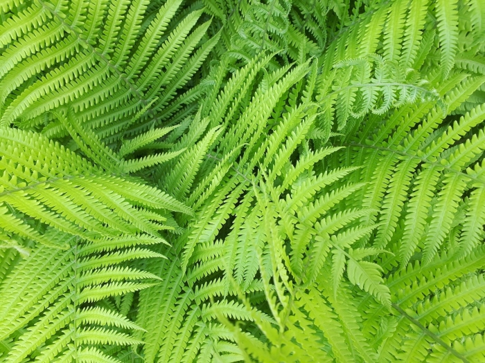 Страусник обыкновенный папоротник