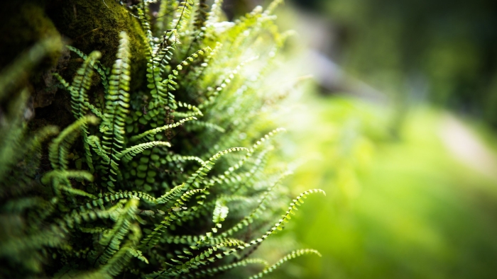 Папоротник грин вейв