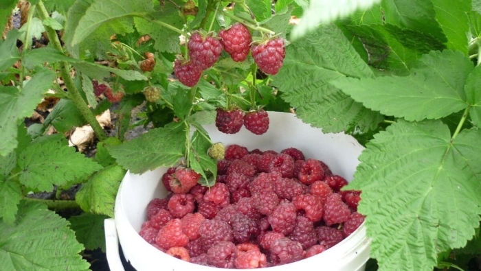 Малина красавец садко