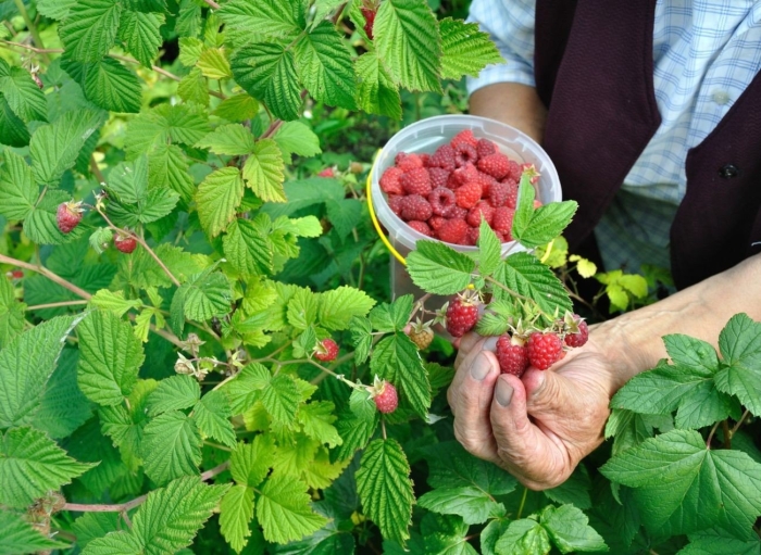 Сбор малины