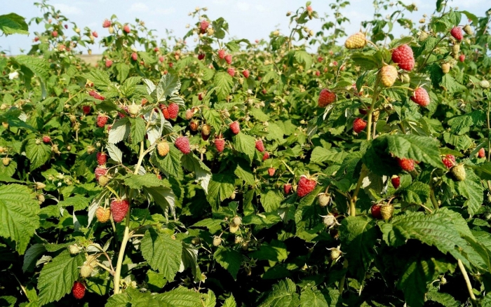 Малина ремонтантная карамелька