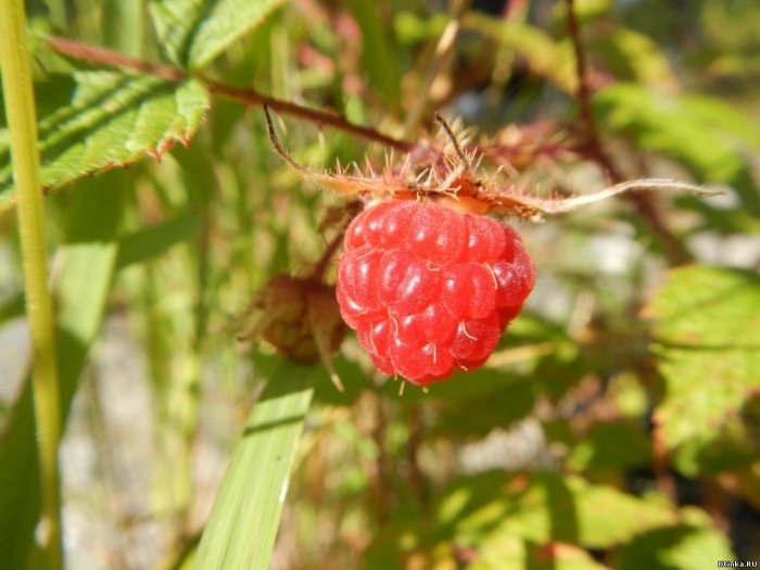 Одичавшая малина