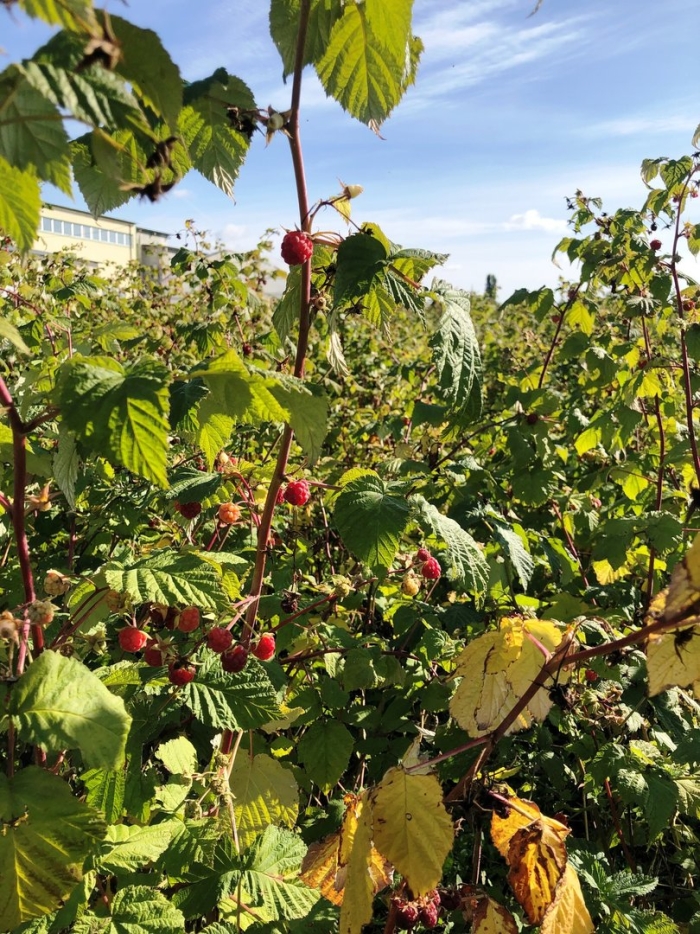 Малина куст