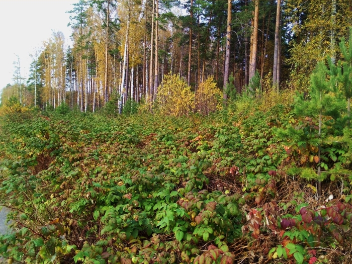 Кустарник в лесу