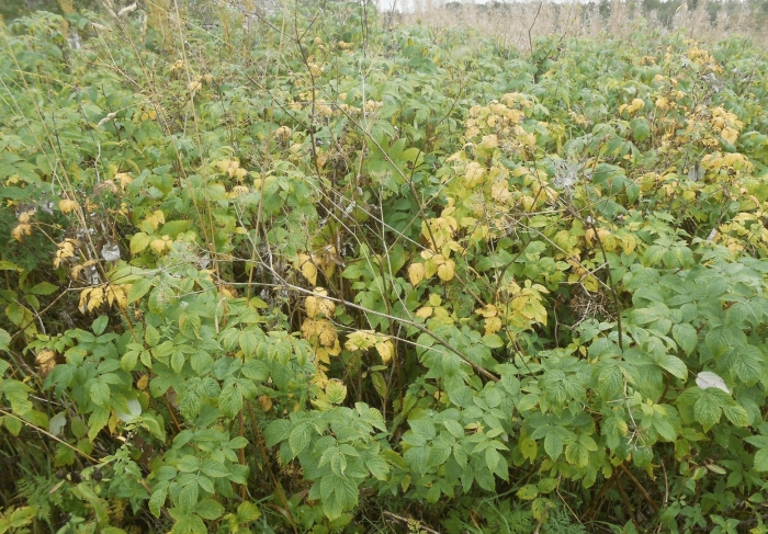 Куст лесной малины