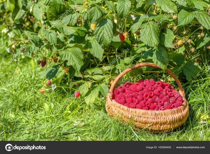 Малина лесная кустарник