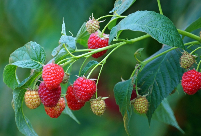 Малина ремонтантная августовское чудо