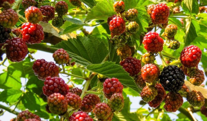 Ежевика лесная дикая