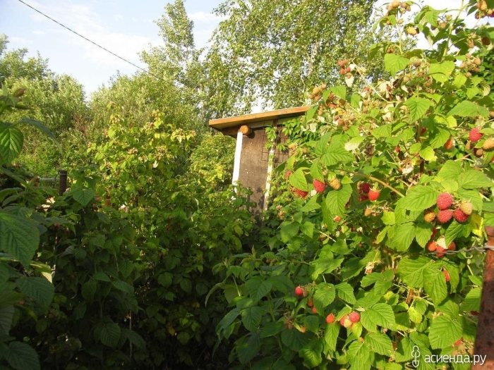 Малина куст