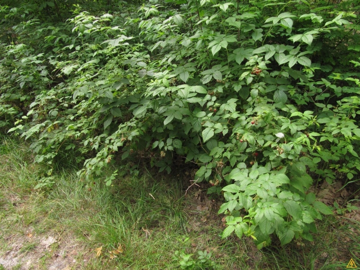 Кустарники малина орешник