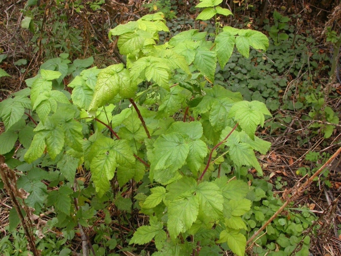Rubus cockburnianus