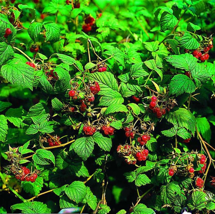 Малина rubus idaeus