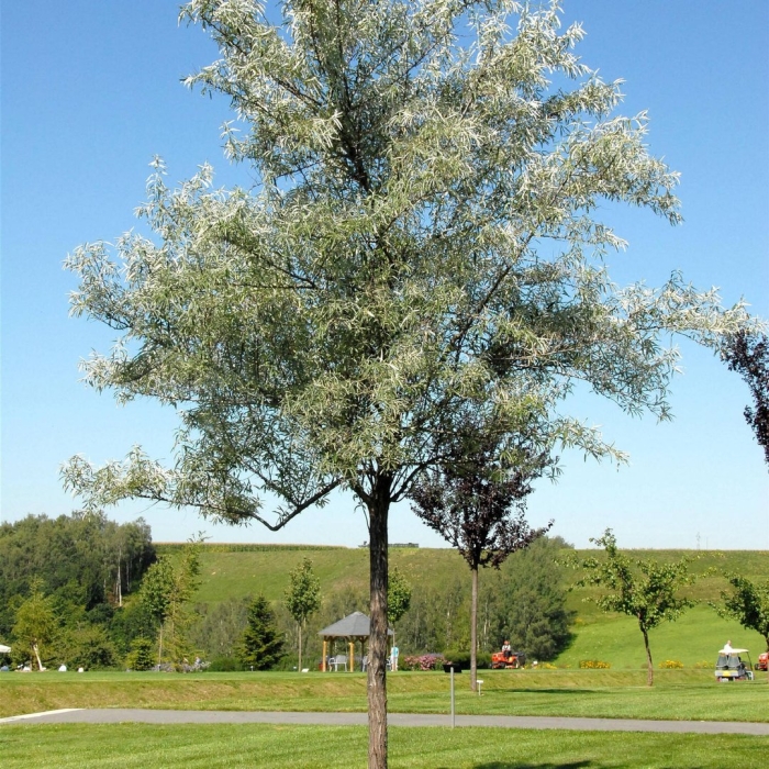 Лох узколистный дерево