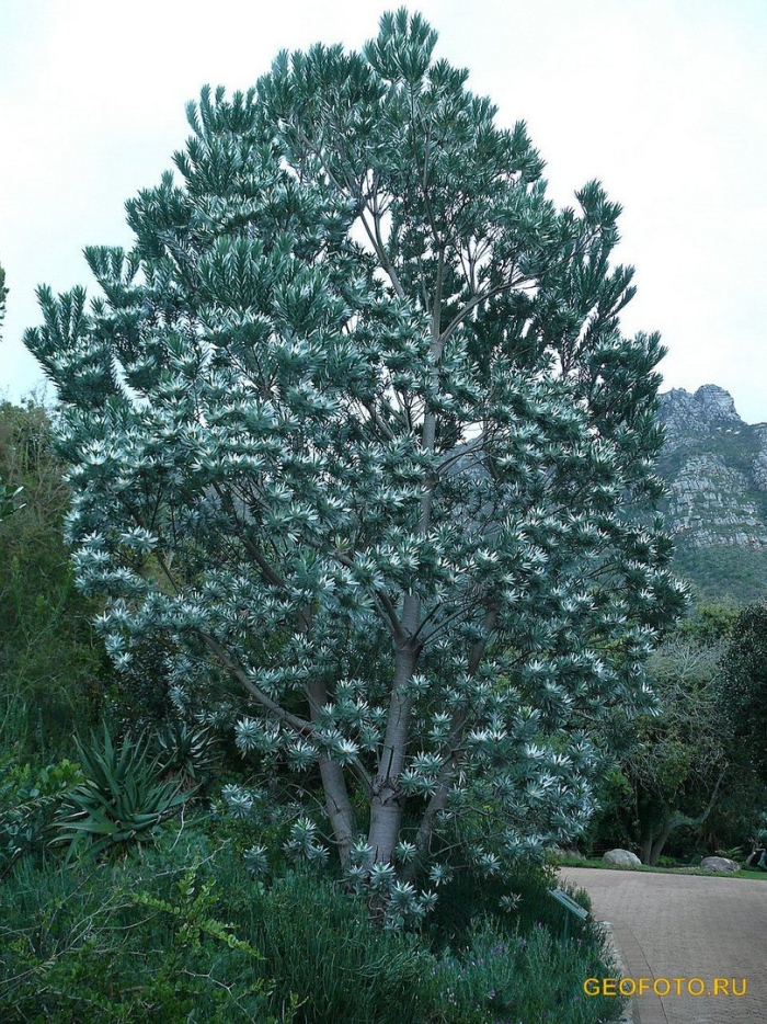 Серебряное дерево leucadendron argenteum