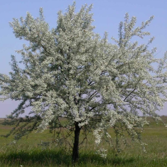 Вишня птичья prunus avium