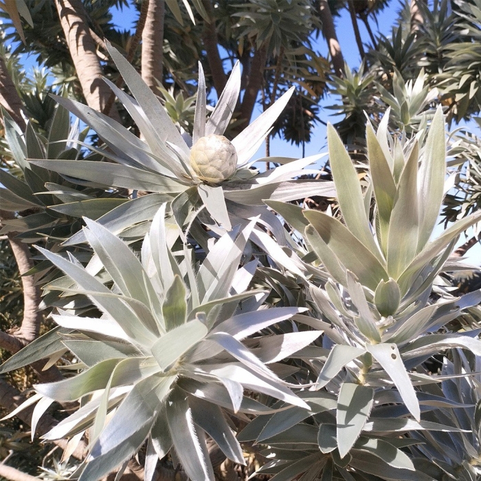 Агава (agave)