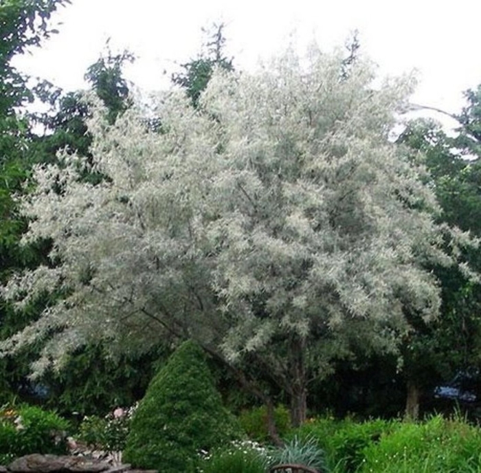 Лох серебристый узколистный