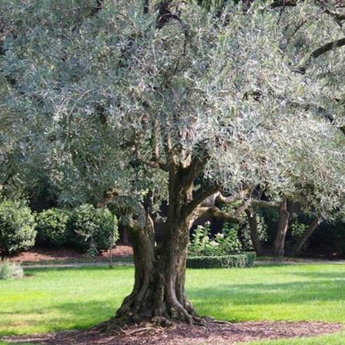 Дикая маслина дерево