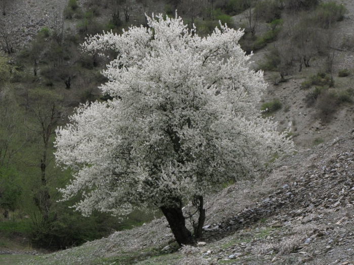 Зимзар дерево дагестан