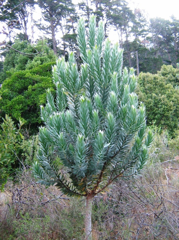 Leucadendron uliginosum