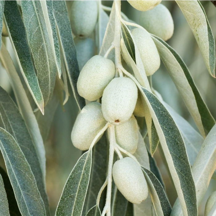 Elaeagnus angustifolia