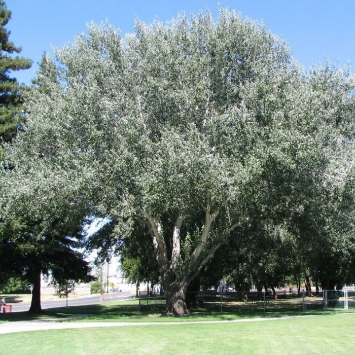 Тополь белый серебристый